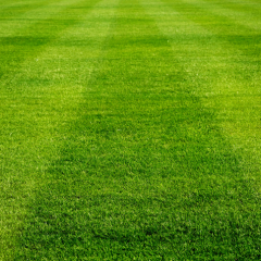 Lawn Care