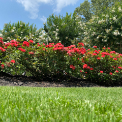landscape-clemson