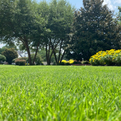 landscape-clemson4